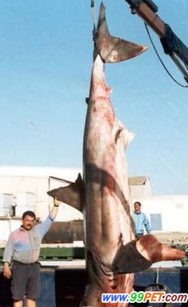 难逃厄运的巨型鲨鱼
