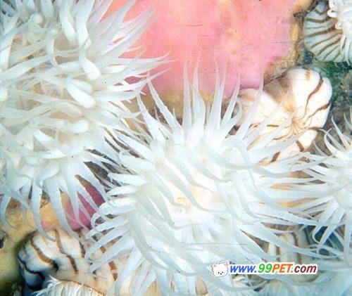 美丽的海洋生物－珊瑚
