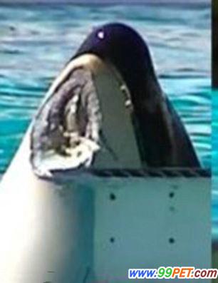 美虎鲸重伤动物园被起诉奴役动物