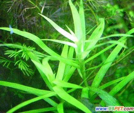 小竹叶的生长特性与要求