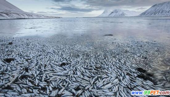 近3万吨鱼类因缺氧死亡