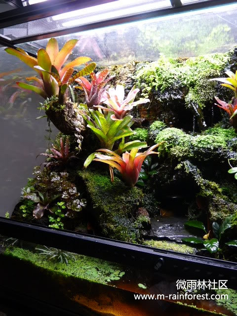 雨林生态缸-18