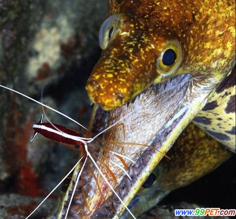 深水尖牙海鳗惊人露齿