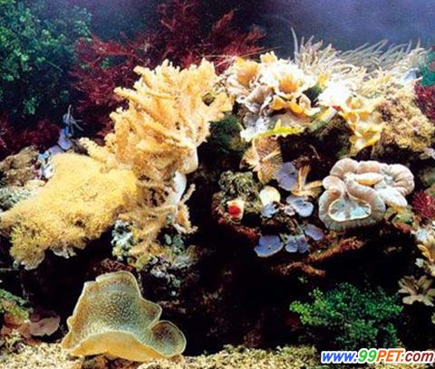 十二大法则保持礁岩生态缸平衡