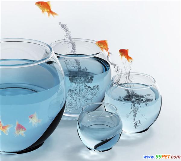 调节鱼缸水质常见方法