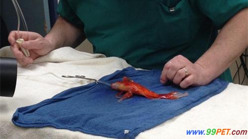 金鱼做脑瘤手术 或可多活30年