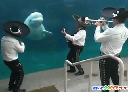 可爱白鲸闻歌起舞