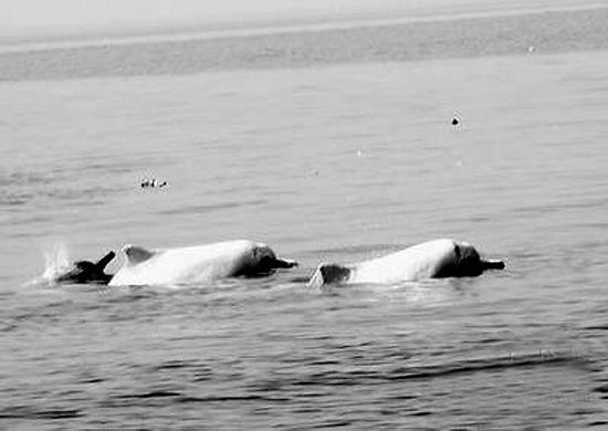30多只白海豚“携家带口”在五缘湾嬉戏