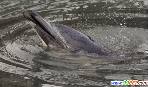 海豚被困运河丢性命