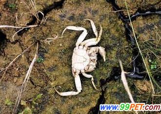 鄱阳湖无水只有草 小鱼螃蟹死在草丛中