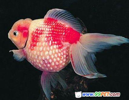 杭州是世界金鱼的发祥地