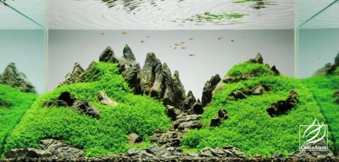 Peter Kirwan 的水族造景世界 