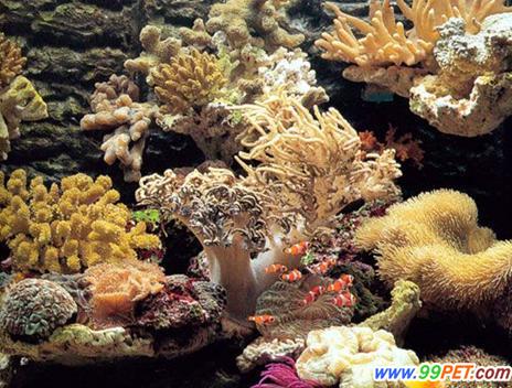 珊瑚岩礁生态造景缸概述