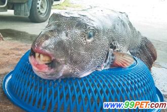 台湾渔民捕获一条暴牙怪鱼 非常罕见