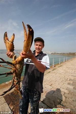 捕鱼者捕到近1米长巨型龙虾