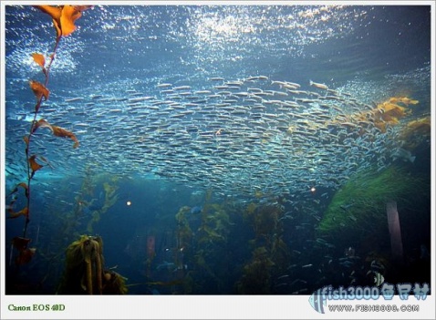 加利福尼亚 MONTEREY BAY AQUARIUM 水族馆