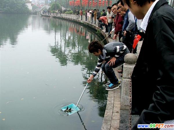 海口东湖公园现不文明现象 有人光天化日公然捞观赏鱼