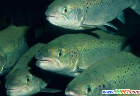 科学家发现过半大西洋鲑鱼死于寄生虫感染