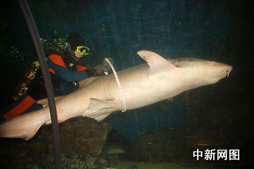江苏徐州：鱼儿吃奶 鲨鱼减肥