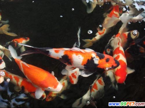 上海宠物展现价值50万的锦鲤鱼