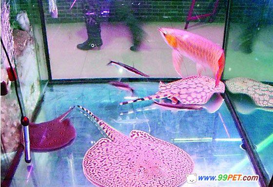淄博红龙鱼的售价高达6万元