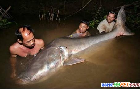湄公河里的巨型鱼类