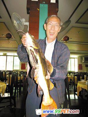 千元“怪鱼”原是普通观赏鱼