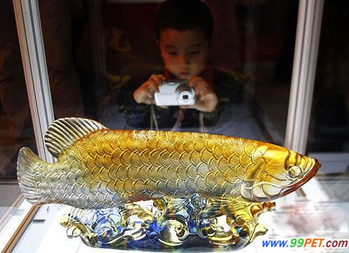 台湾“黄金玻璃鱼”受捧