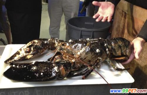 波士顿水族馆收养一只重21磅的巨型龙虾