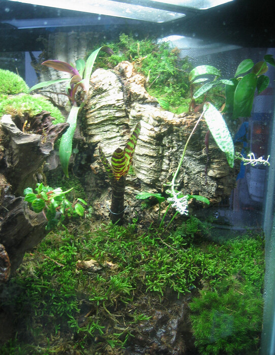 雨林生态缸-36