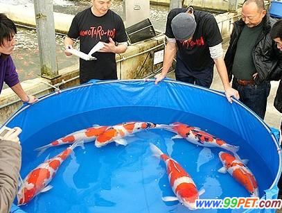 日本锦鲤未受日本地震影响 305万日元拍得铭血种鱼