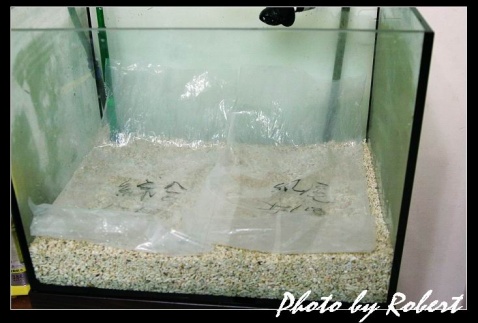 苏拉维虾虾缸设置流程