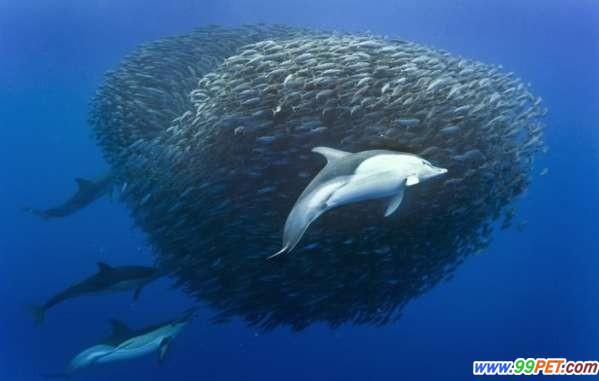 马鲛鱼抵抗海豚鲨鱼攻击