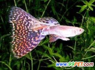 罕见的连体红尾孔雀鱼