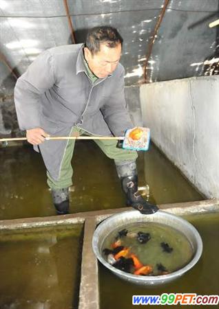 韩国生的致富“秘笈” 温室大棚养殖金鱼