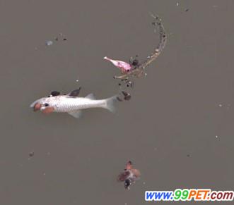 苏州河漂浮大量死鱼 专家称缘于复合型污染