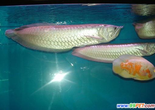 银龙鱼的生长繁殖期