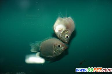 接吻鱼的繁殖方式及其特点