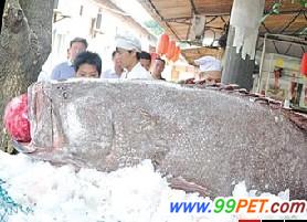 渔民捕到230公斤大石斑