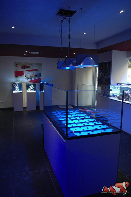 国外水族店： Elos AquaStudio Nizza - France
