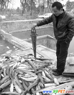 河水养鱼30多口鱼塘遭殃 每天捞起上千条死鱼