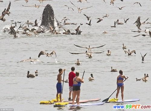 座头鲸露出水面捕食