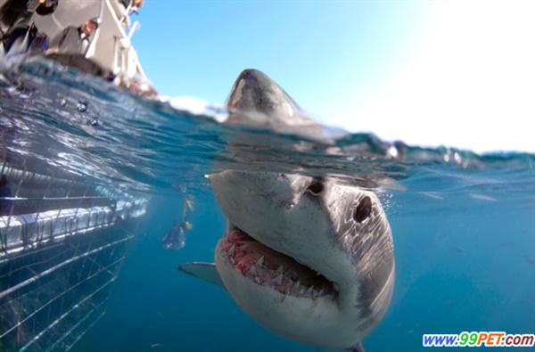 摄影师南非海域拍摄鲨鱼遭围攻