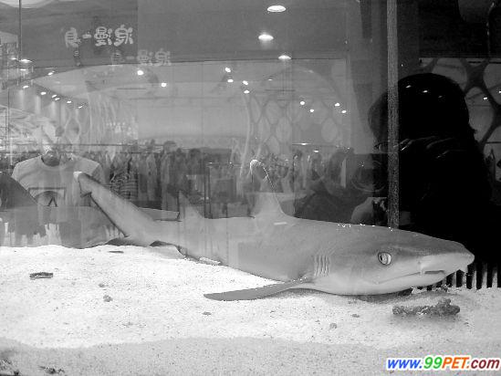 温州宠物店售宠物鲨鱼 见熟人会打招呼