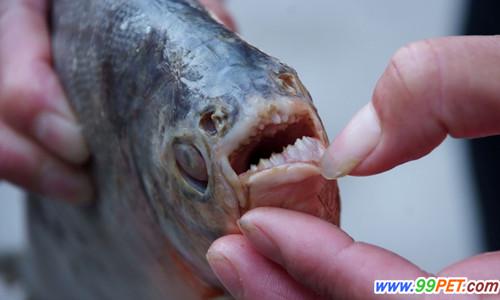 江西鄱阳湖现疑似“食人鱼” 牙齿尖利