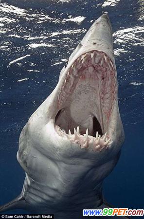 摄影师拍下凶残鲨鱼血盆大口画面