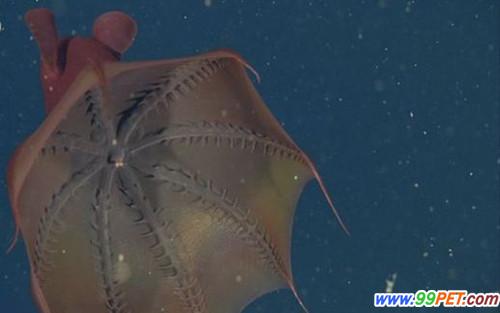 揭秘吸血鬼鱿鱼：只以海洋生物腐尸为食
