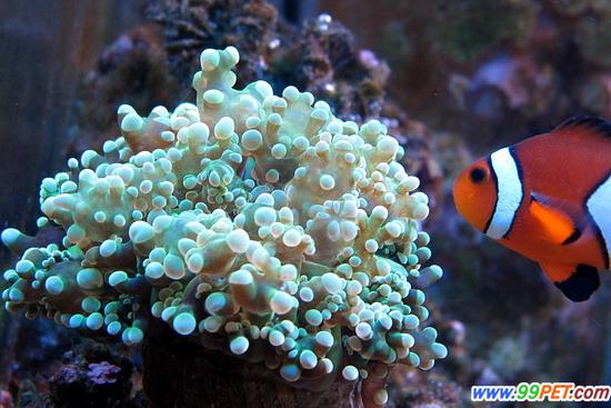 海水鱼缸养好珊瑚十要点