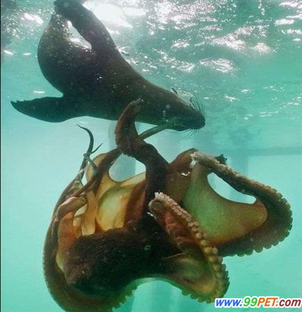 海豹与章鱼殊死搏斗