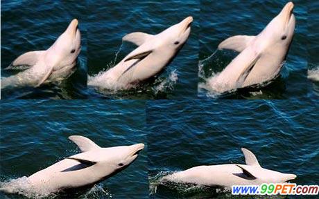 野生海豚聪明绝顶 能在水面上行走的本领